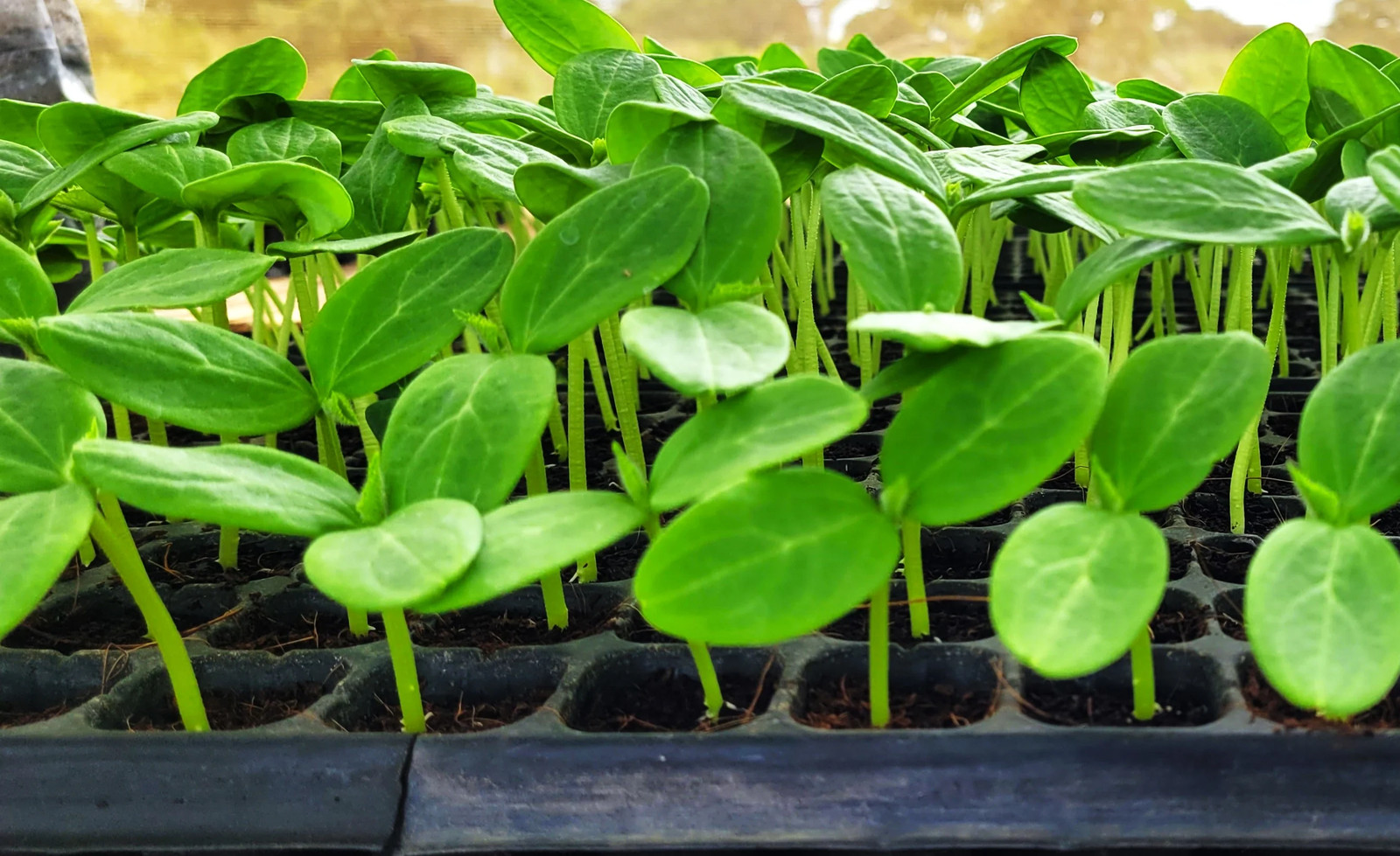 Boston Pickling Cucumber Seeds – For 2026 Planting Dark Green Kirby Heavy