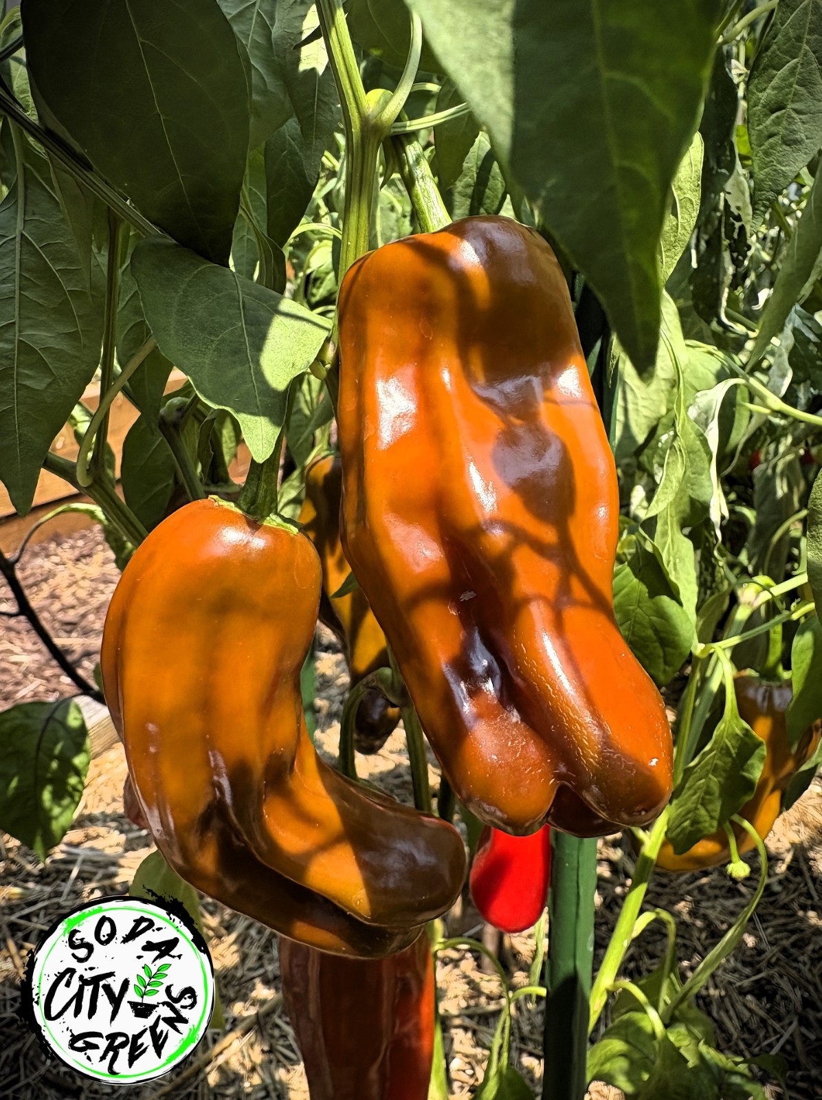 Chocolate Cherry Candy Cane Variegated Sweet Pepper Seeds