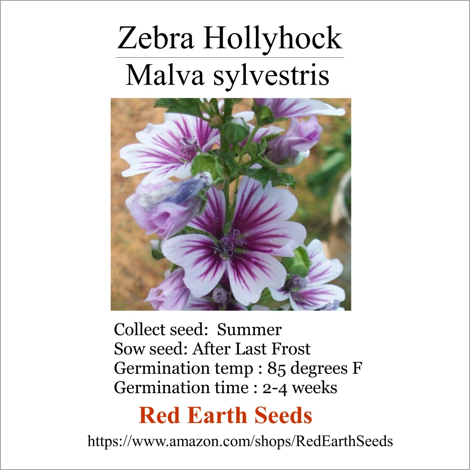 Zebra Hollyhock – 20 seeds – Malva sylvestris