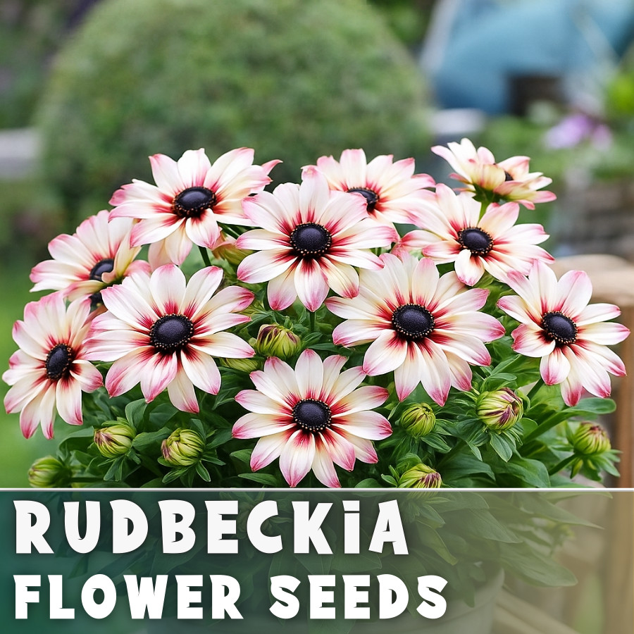 Blush Sunrise Rudbeckia Seeds 125+ Seeds Annual Flower Seeds Garden