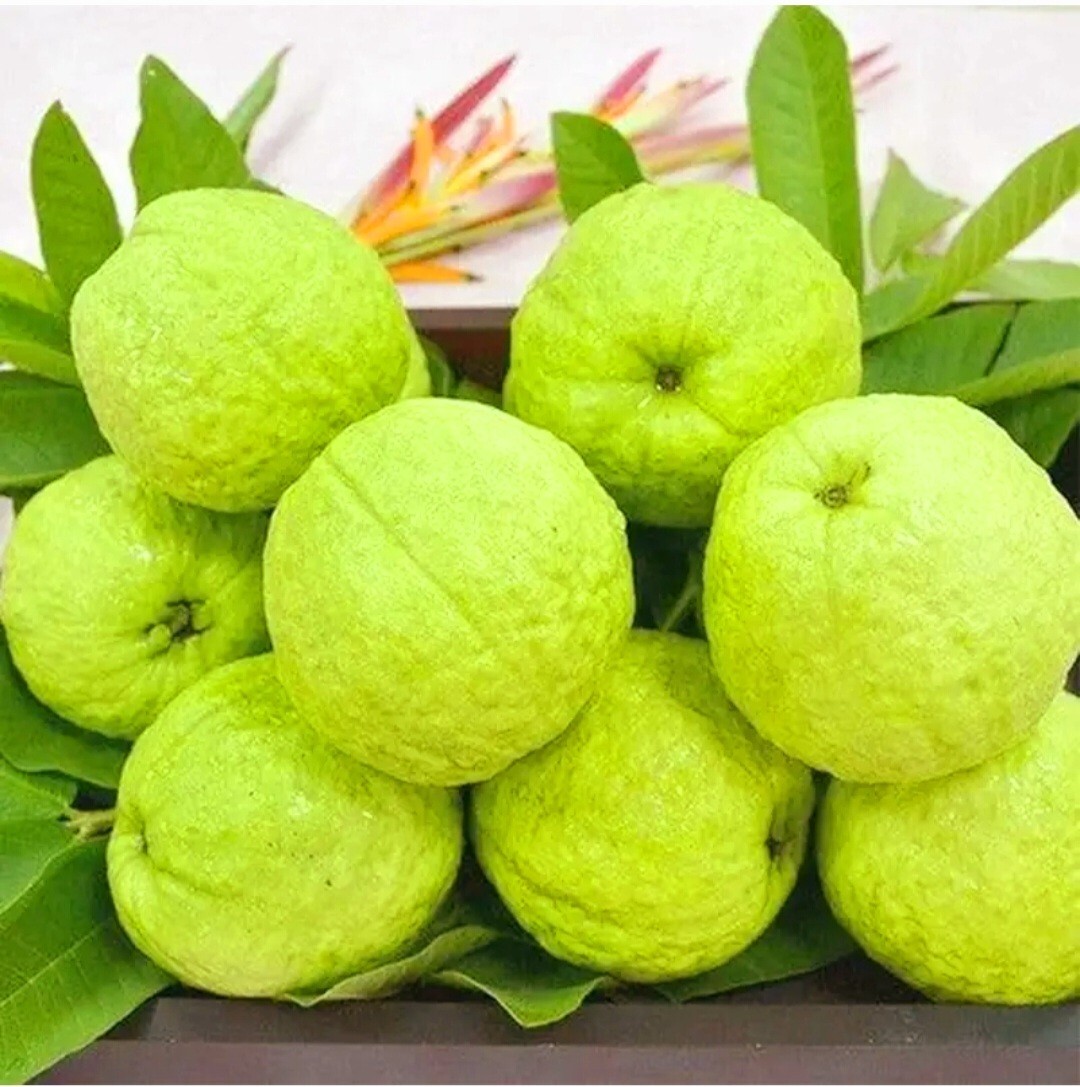 30 Pink Guava Tree Seeds Tropical Strawberry Ruby Supreme Psidium guajava