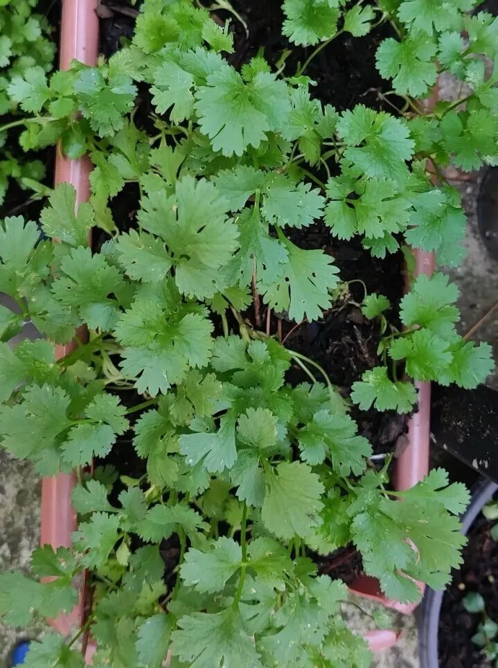 200 Cilantro Coriander Dhaniya Kothamalli 2g Seeds Fragrant Culinary Herb