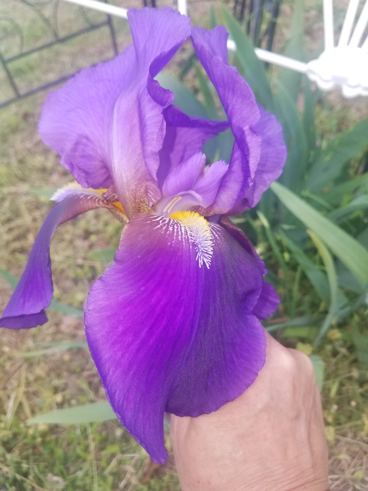 6x FRESH MIXED VARIETIES/COLORS BEARDED IRIS Bulbs/Rhizomes FRESH