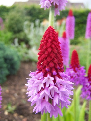 25+ Primrose /.Primula Vialii / Orchid Primrose Flower Seeds / Perennial