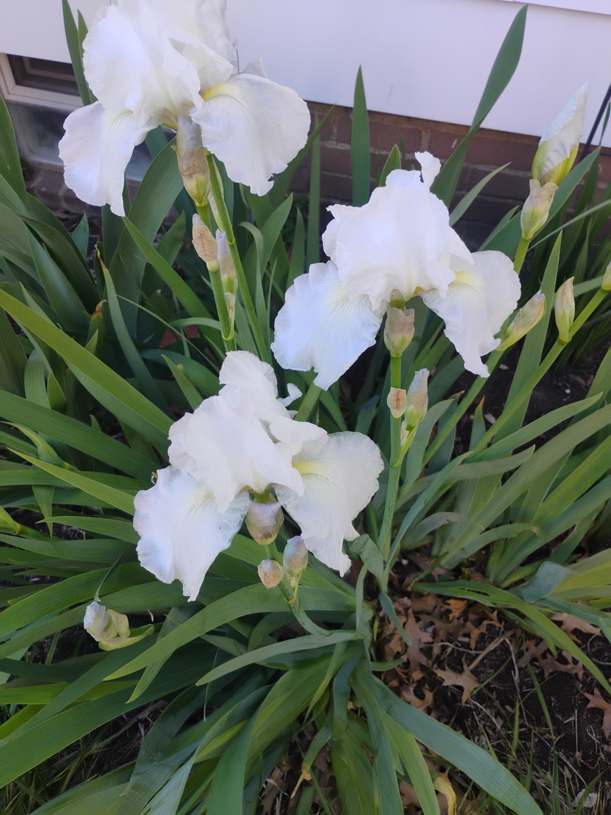 Tall White Bearded Iris 5 Rhizomes