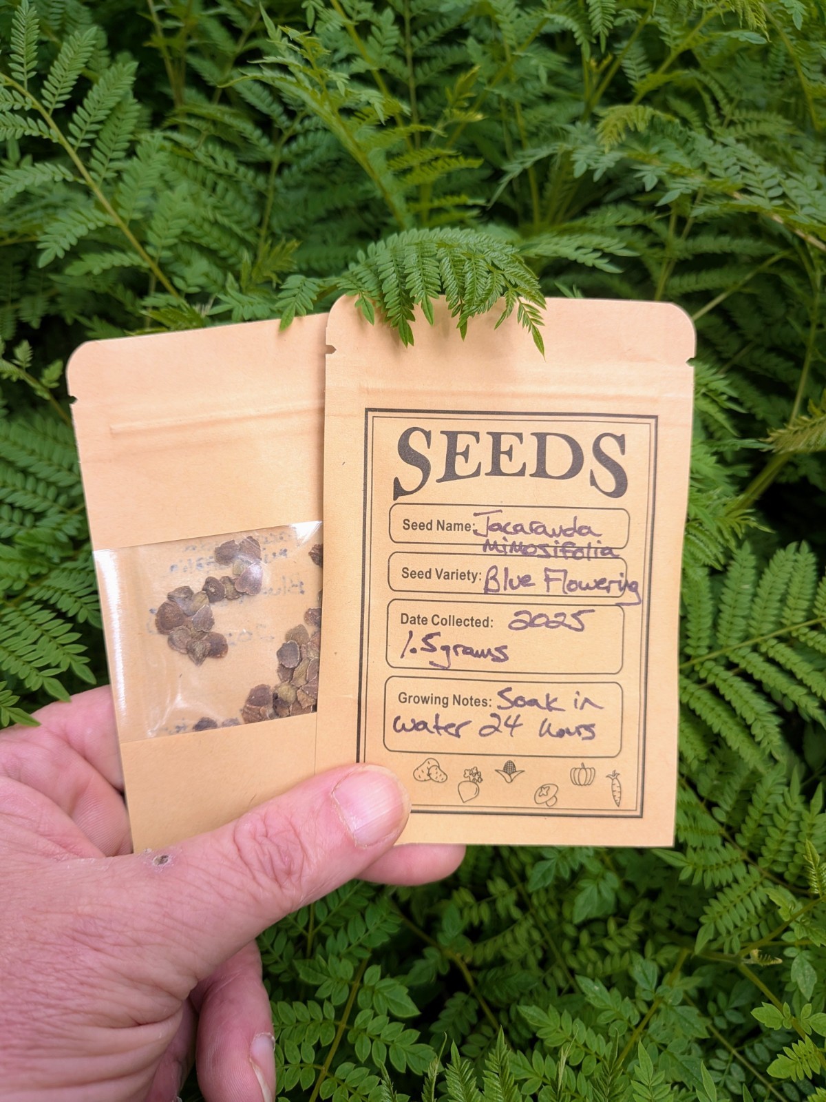 Blue Flowering Jacaranda mimosifolia Tree Seeds! 1.5g (100+)