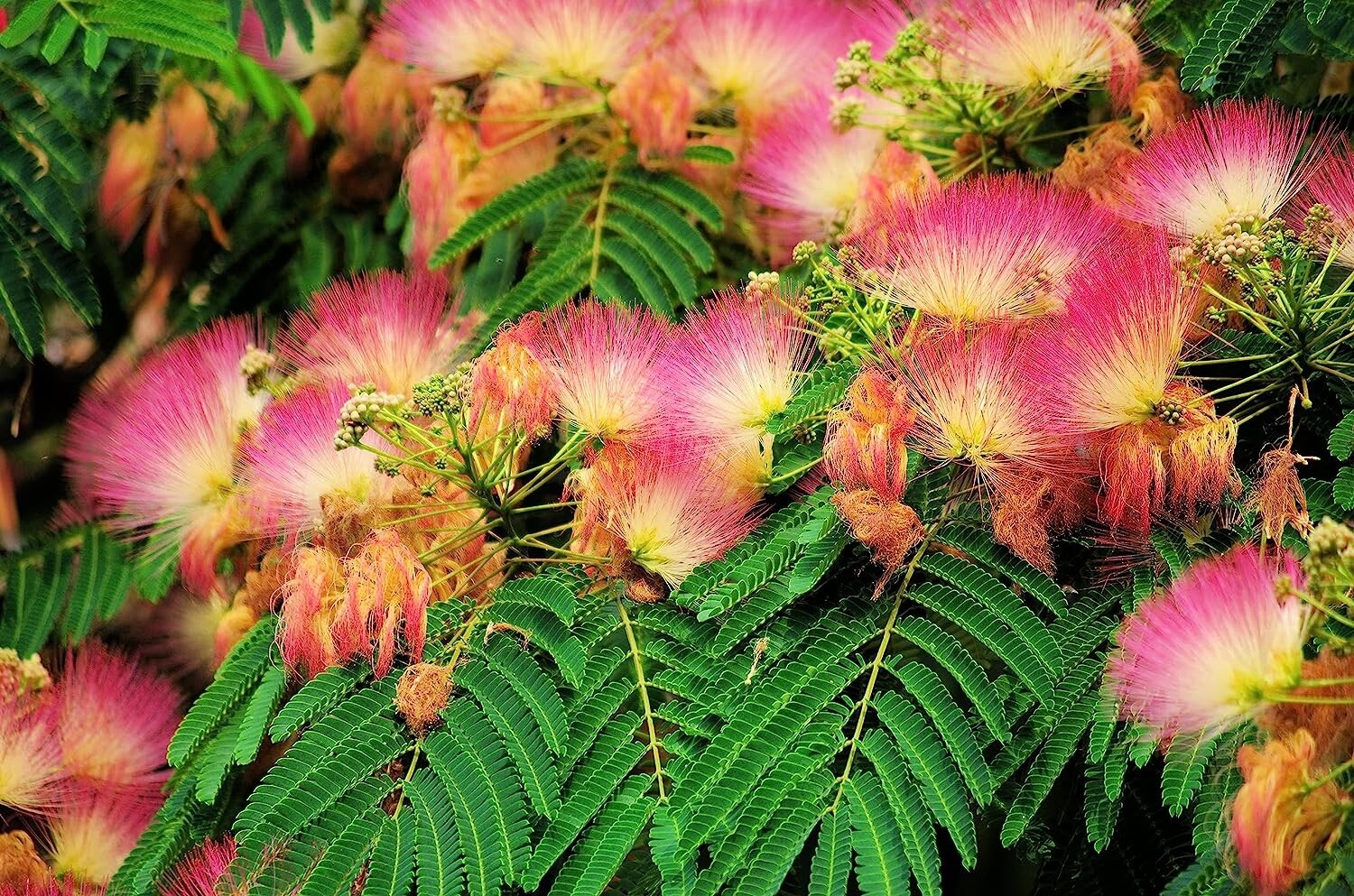 Mimosa Silk Tree, Albizia julibrissin, 50 Seeds (Fast, Hardy, Showy, Fragrant)