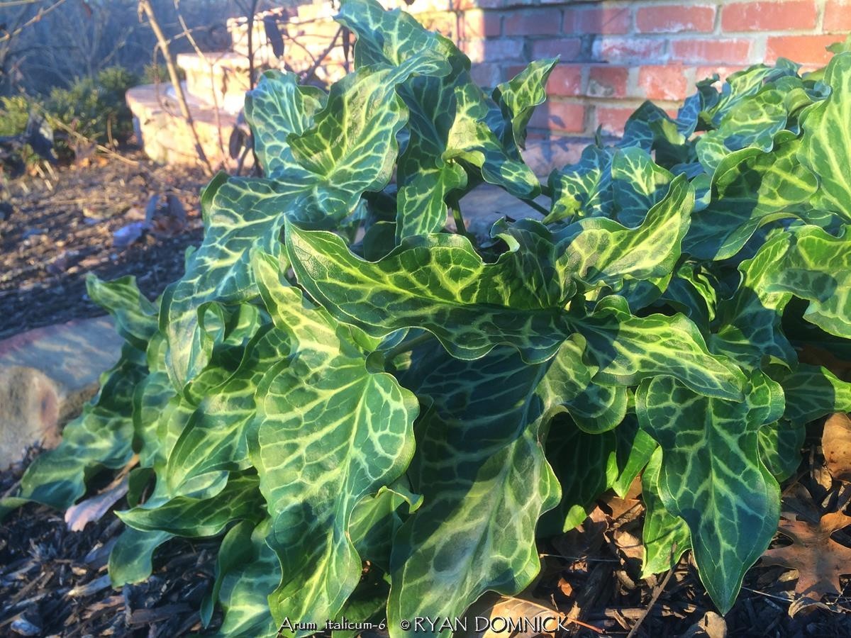 BULK SEEDS!…Arum italicum ‘Pictum’…Italian Painted Arum…QTY/bag=50