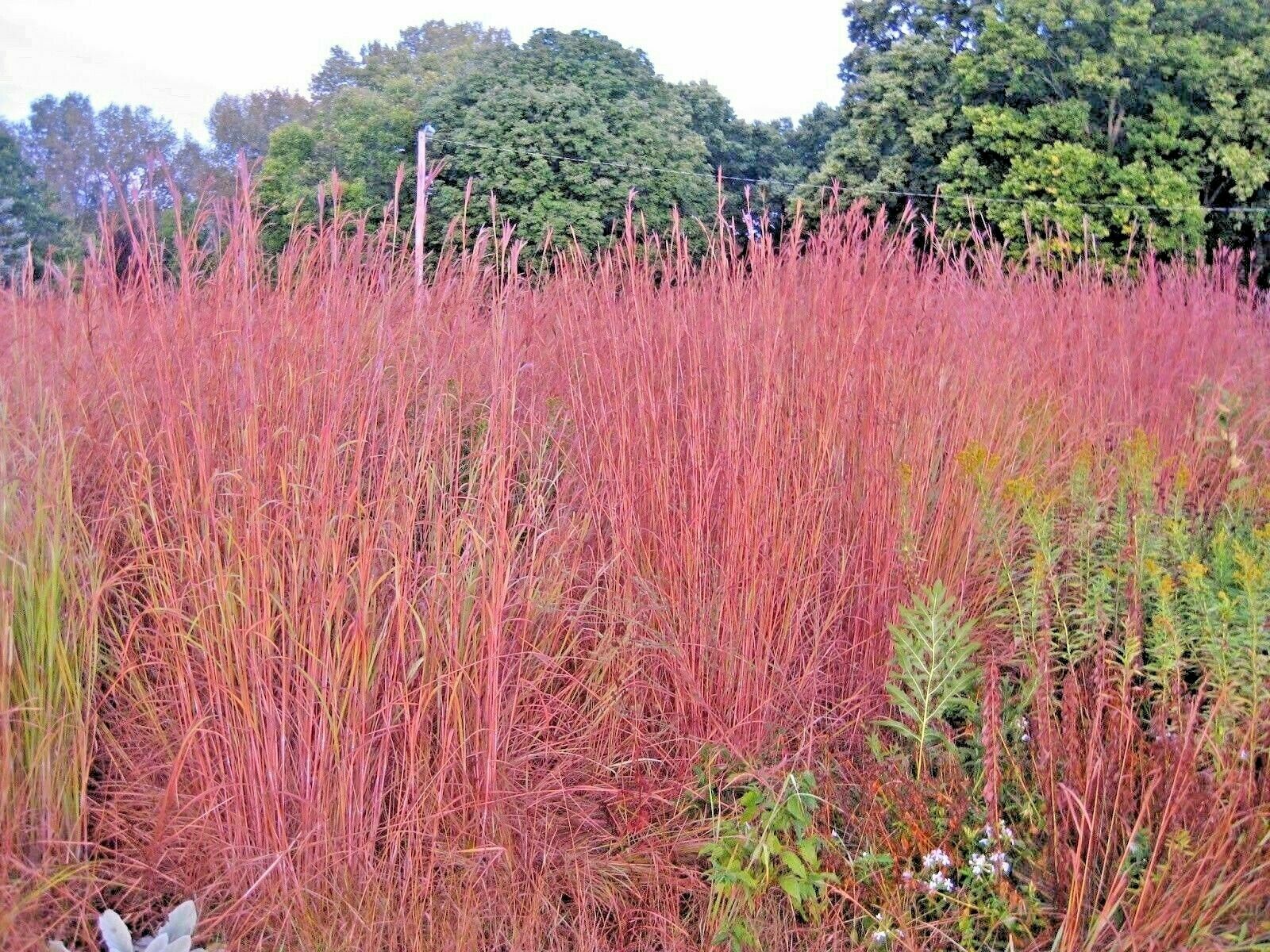 1000 Big Bluestem Seeds American Native Prairie Grass Andropogon gerardii