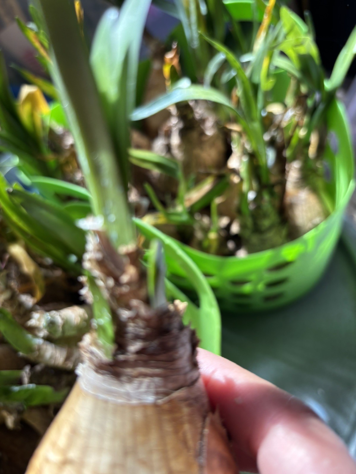 3 Amaryllis Belladonna Bulbs PINK NAKED LADY w/ Green steams growing!