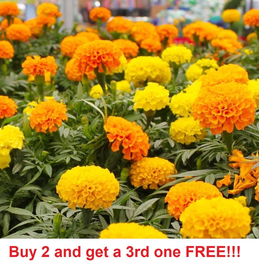 200+ Marigold, African Seeds 24-30 Inches US SELLER NON-GMO