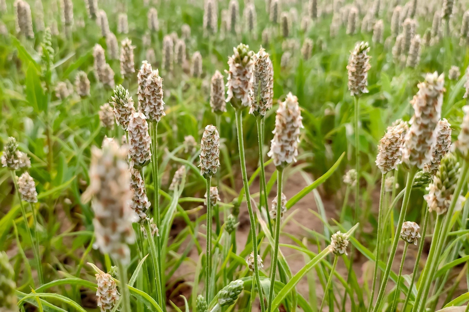 1000 Dark FRENCH PSYLLIUM Plantago Psyllium Herb Flower Flea Seeds