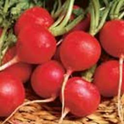 Radish Champion 1,000 seeds