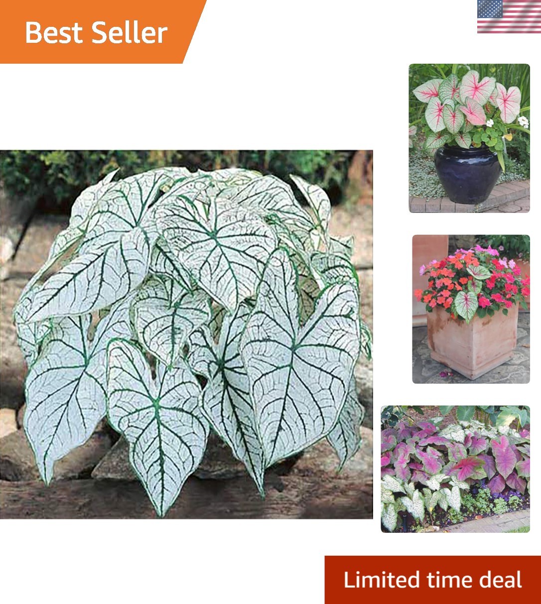 Versatile Dwarf Candidum Jr. Caladium Bulbs – Ideal for Gardens and Pots