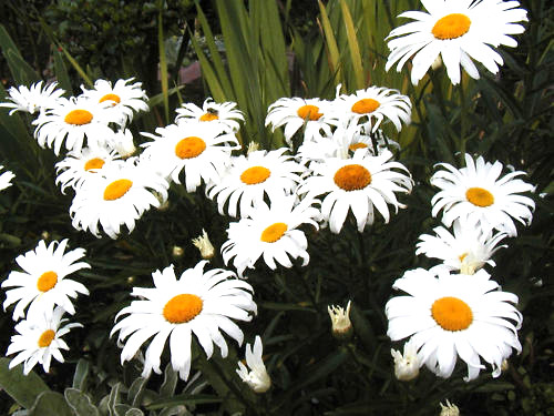 130 SEEDS – daisy SHASTA DWARF perennial white GroCo USA – BUY 15-SHIPS FREE