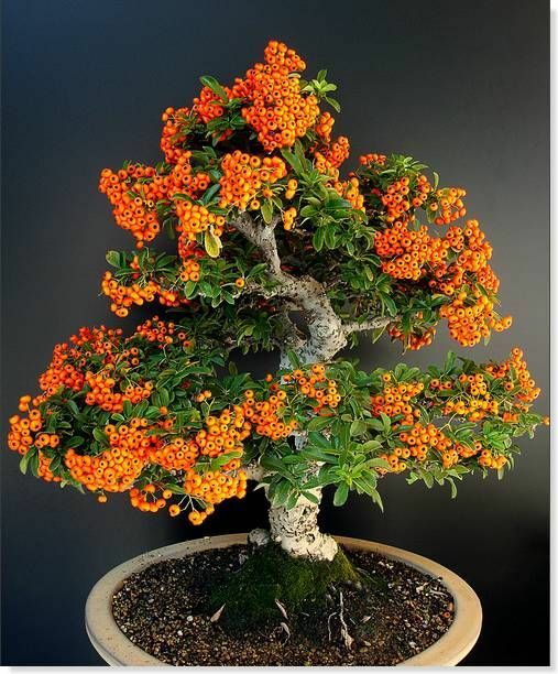 Scarlet Firethorn seeds 50 + great for outdoors and Bonsai