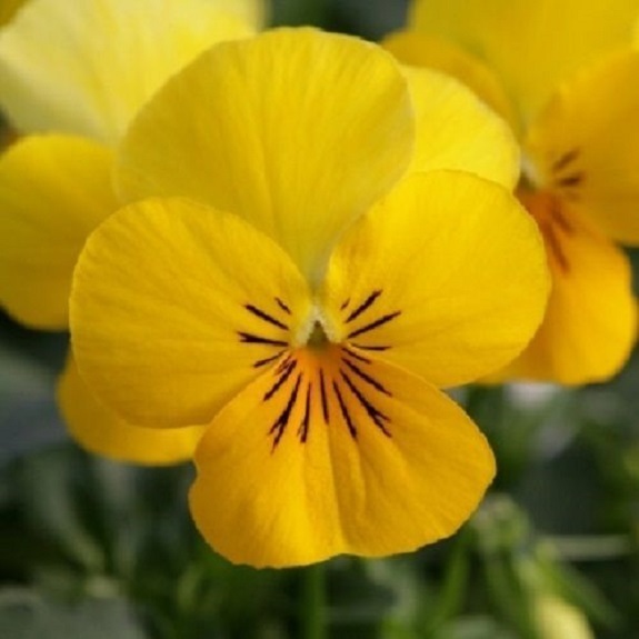 30+ Velour Yellow Viola / Shade-Loving / Perennial Flower Seeds