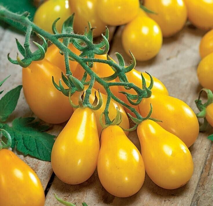 25 Fresh New Harvest of Choice Yellow Pear Premium Tomato Seeds-B 82