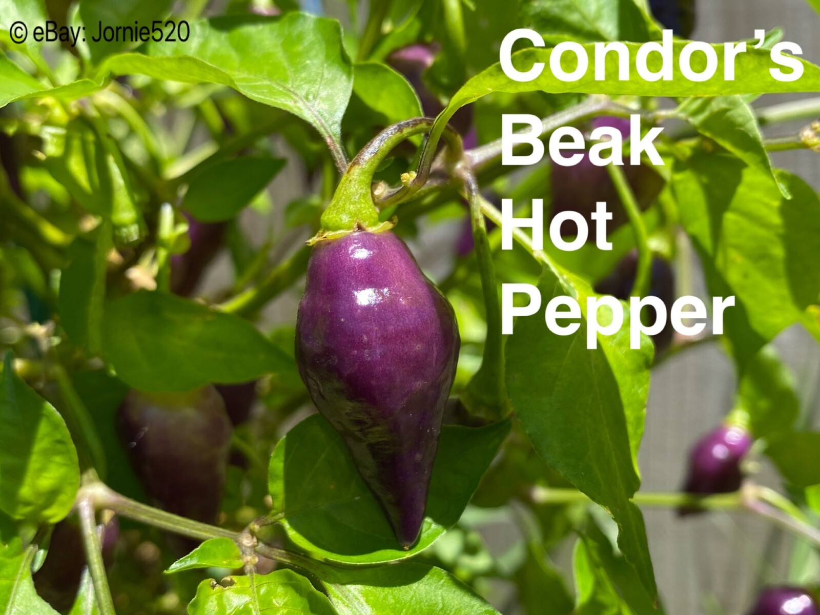 RARE✿ NEW! Purple Condor’s Beak Hot Chile Pepper 10 Seeds ●Heavy Yields