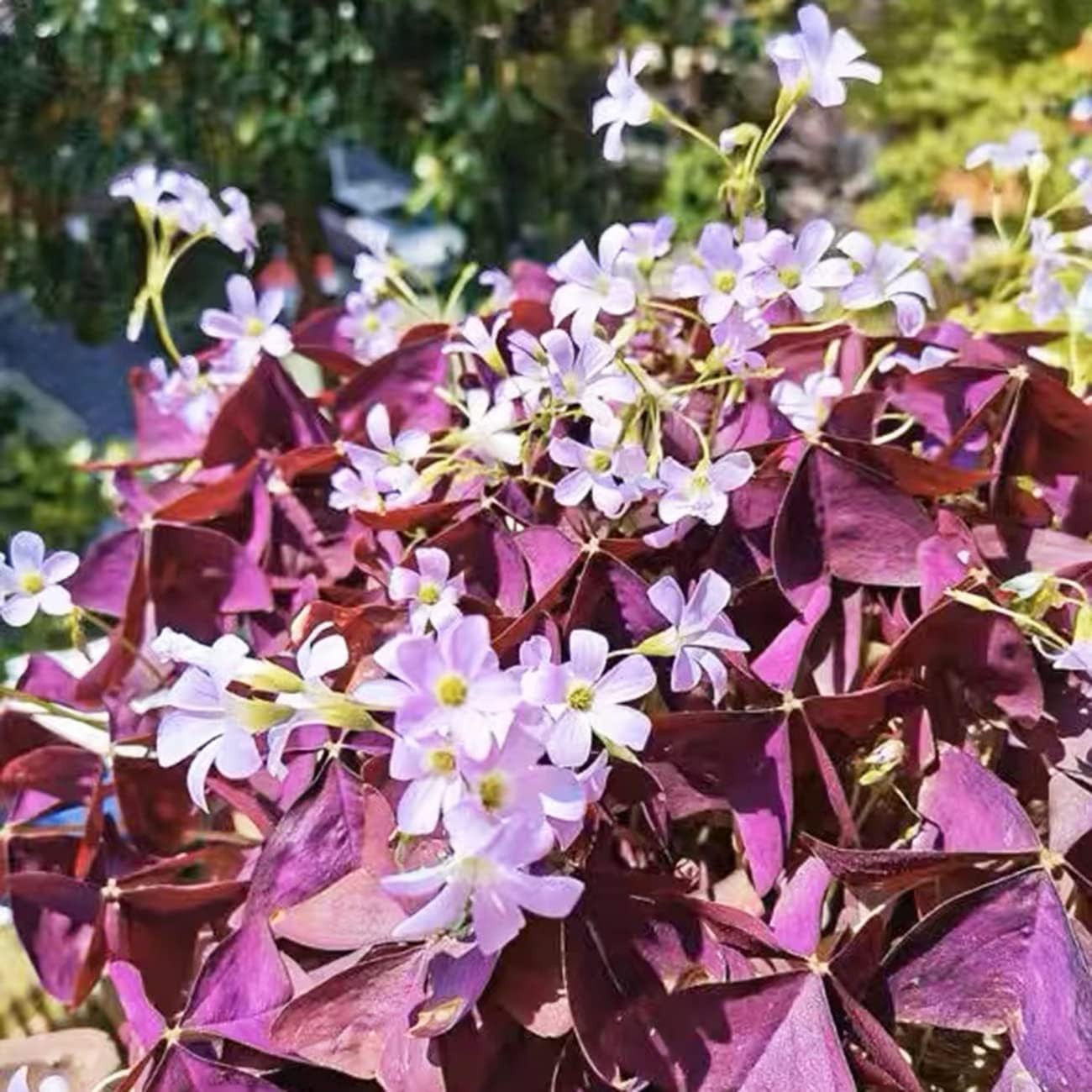 Indoor/Outdoor 12+ Purple Shamrock Bulbs – Low Maintenance Good Luck Plants