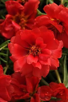 Portulaca Happy Hour Red Deep 2,000 seeds