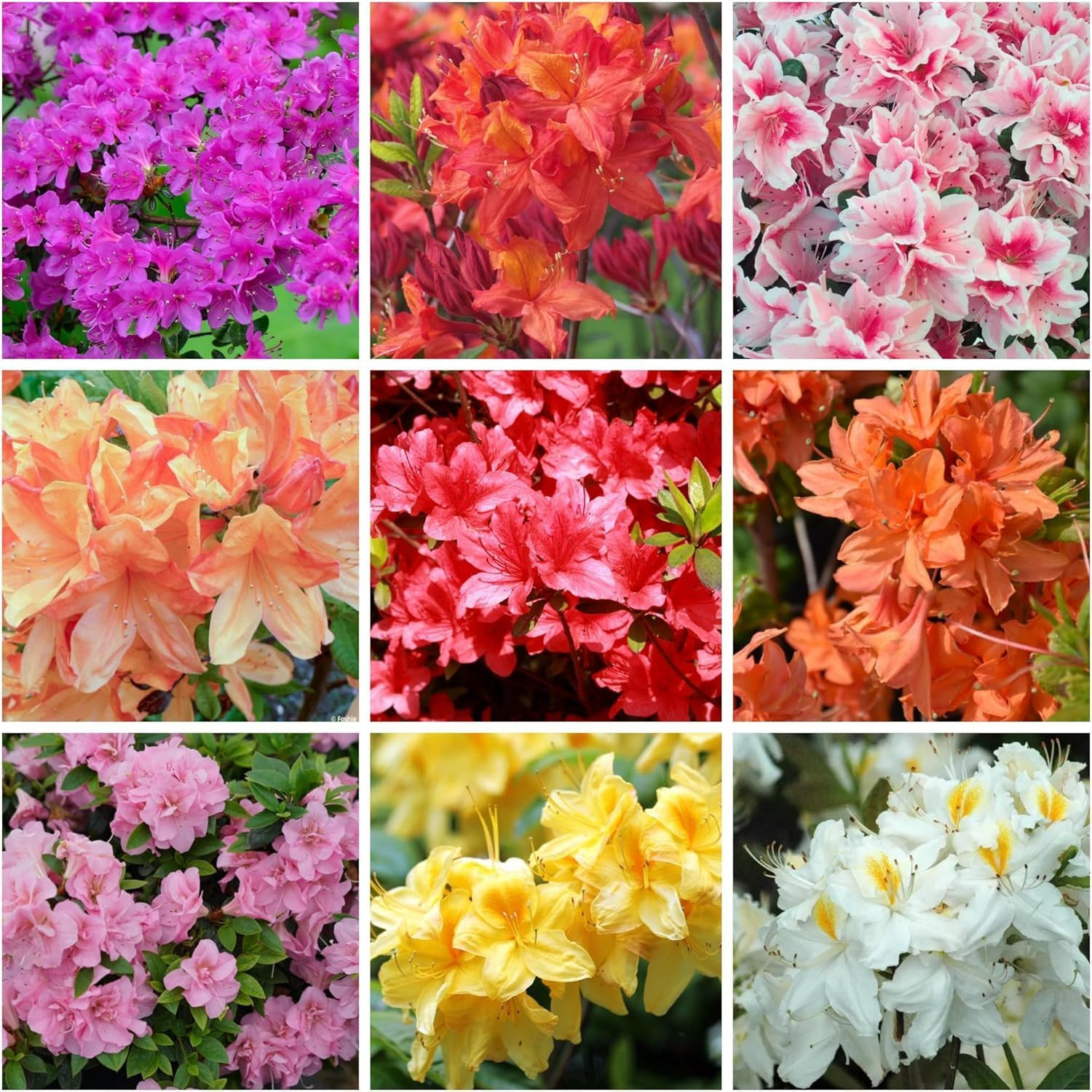 Mixed Azalea Seeds for Planting – 50+ Azalea Flower Seeds Bush Shrub Flowers …