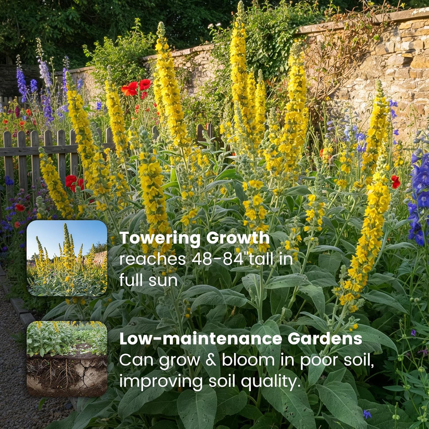 10,000+ Mullein Seeds for Planting(Verbascum Thapsus), Organic Heirloom Flower S
