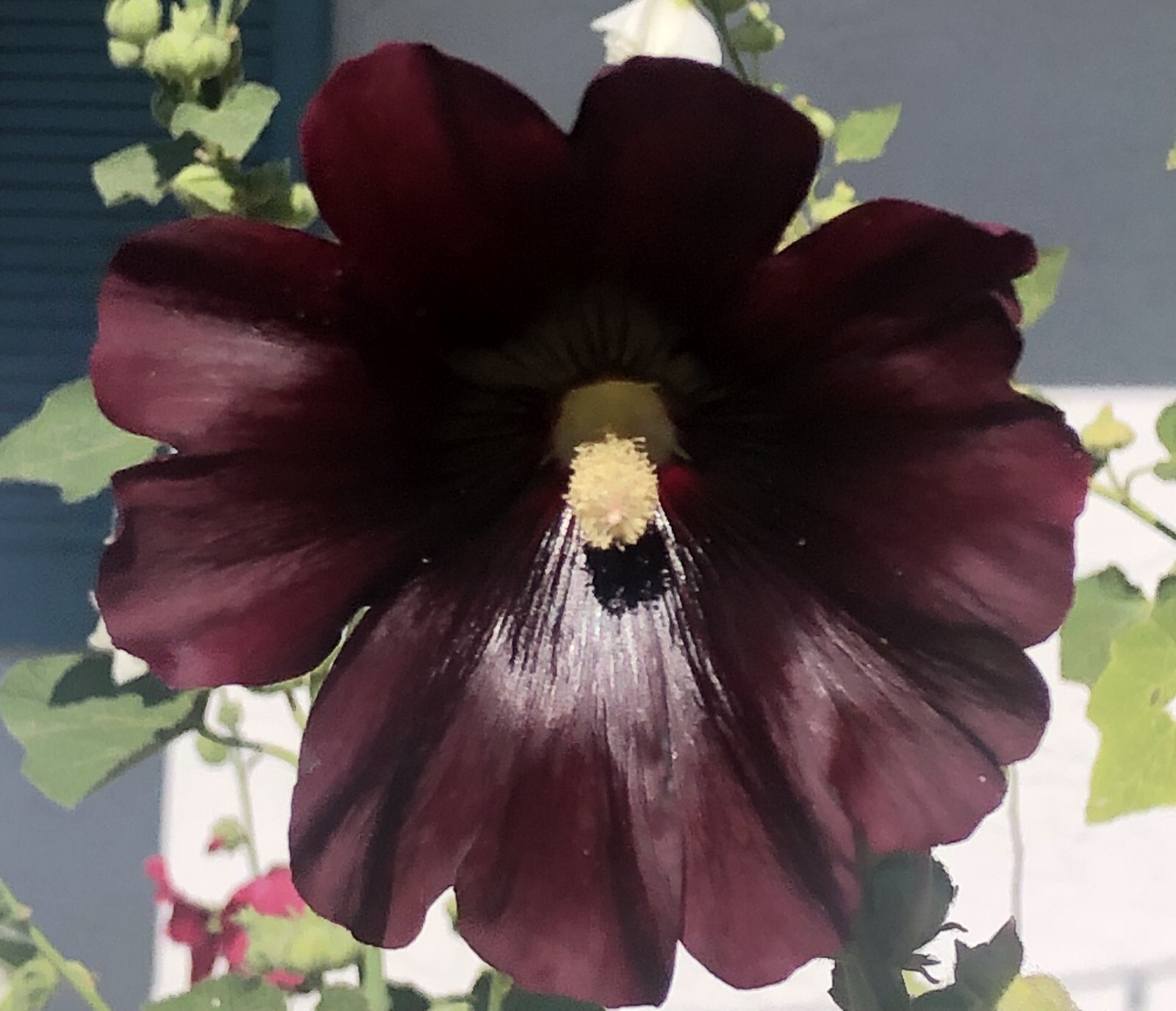 Hollyhock flower seeds 4 grms about 400 Burgandy Perennial grows around 11′ tall