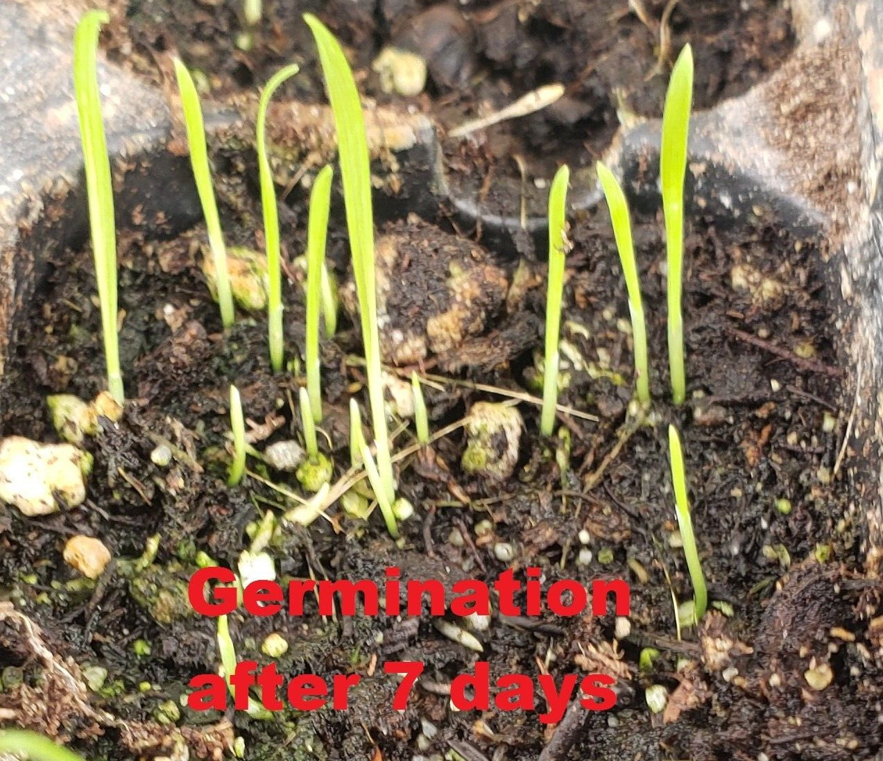 Bunny Tail Ornamental Grass (100 seeds) – Easy to grow and fun!