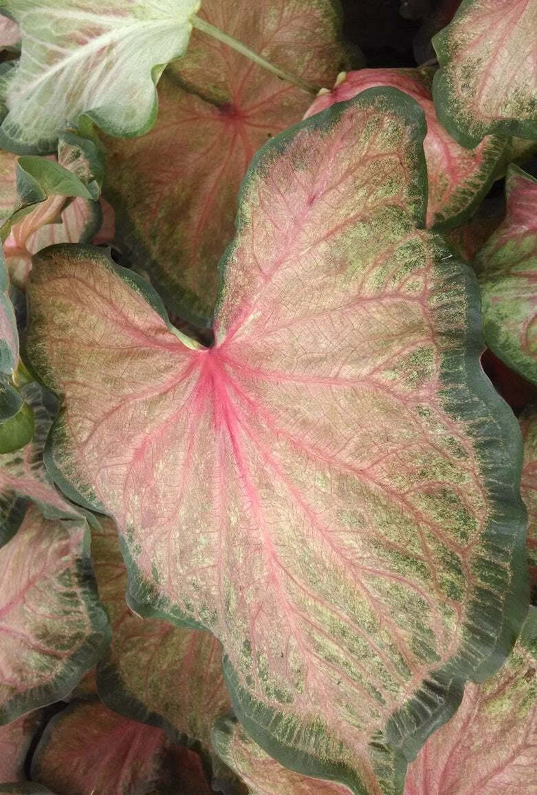 ‘Chinook’ Caladium 2026 Caladium of the Year (2 bulbs)