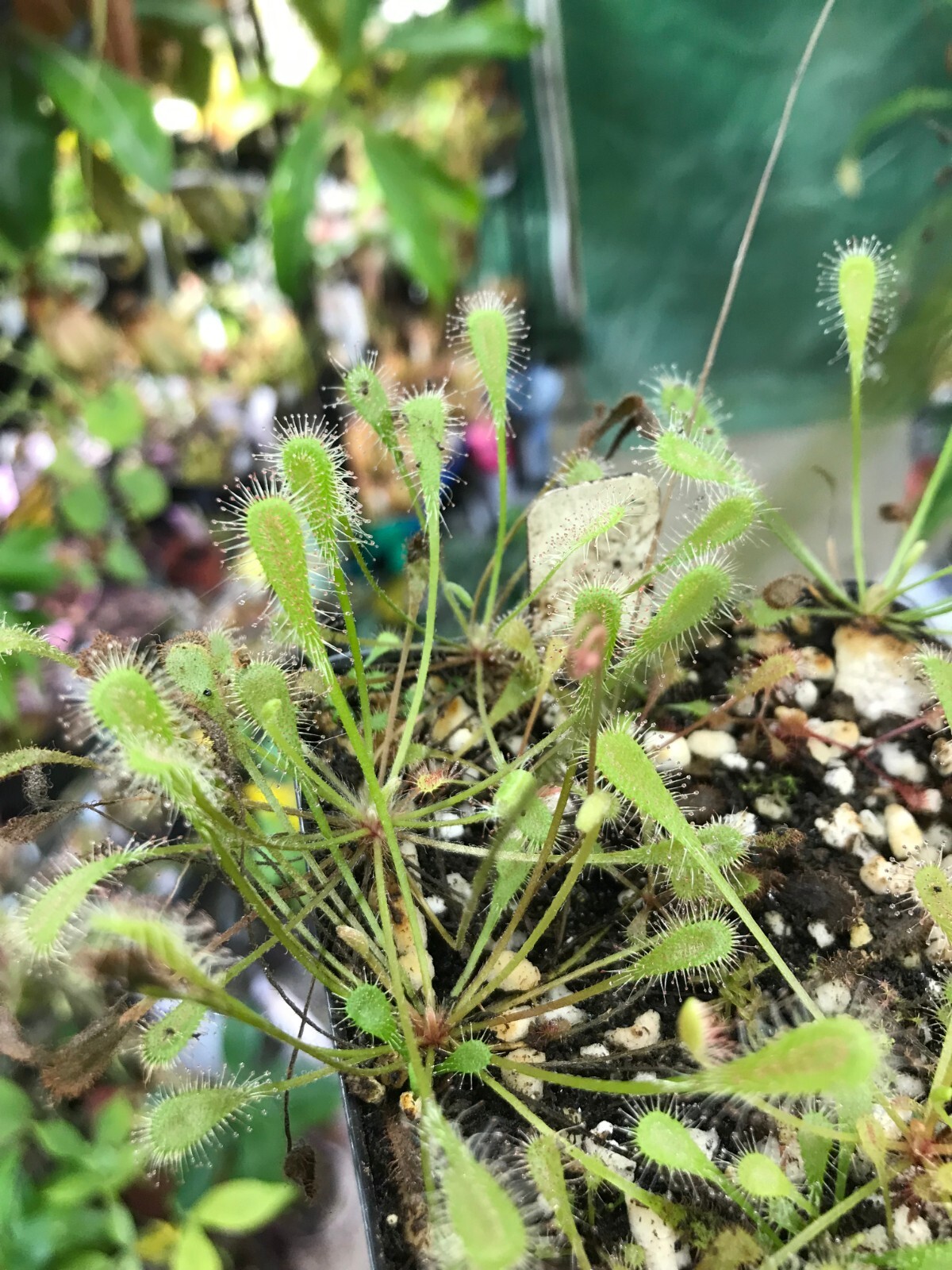 Drosera nidiformis, Carnivorous Plant Seeds