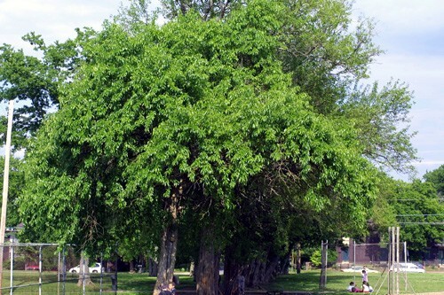 20 OSAGE ORANGE TREE SEEDS (Maclura Pomifera) Hedge Apple Fast Hardy Monkey Ball