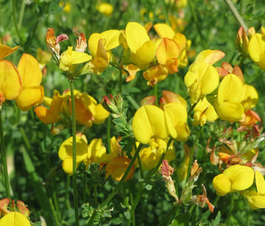BIRD’S FOOT TREFOIL Lotus Corniculatus – 5,000 Bulk Seeds