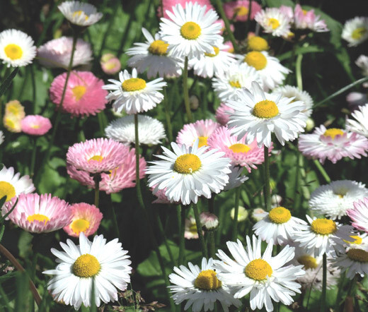 DAISY ENGLISH Bellis Perennis – 1,000 Seeds
