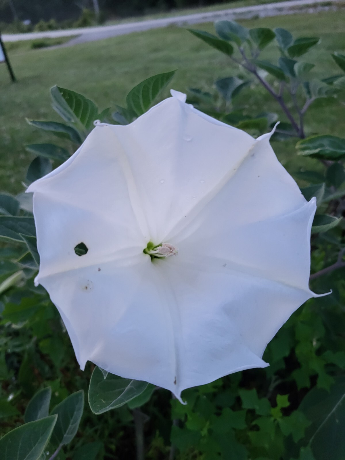 MOON FLOWER SEEDS-Perennial-Night Bloomer-Huge White Blooms-15 FRESH Seeds 2023