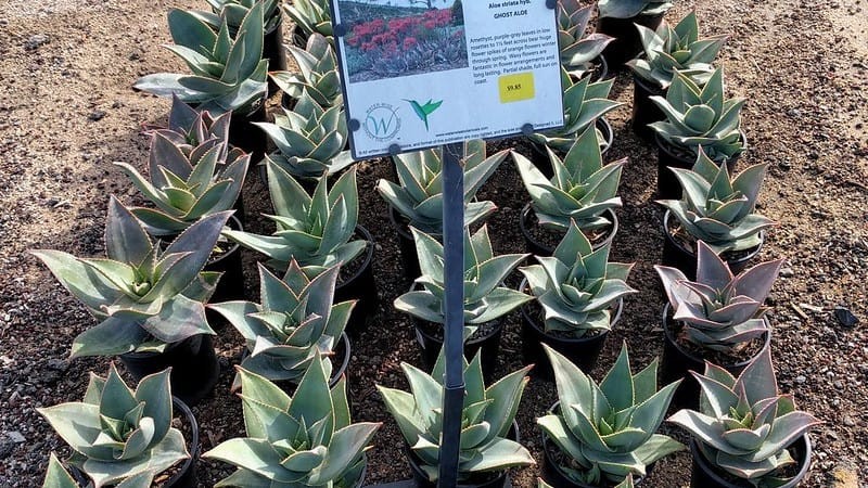 Aloe Striata Hybrid, Ghost Aloe, Coral Aloe, 5 Seeds. Free Shipping!