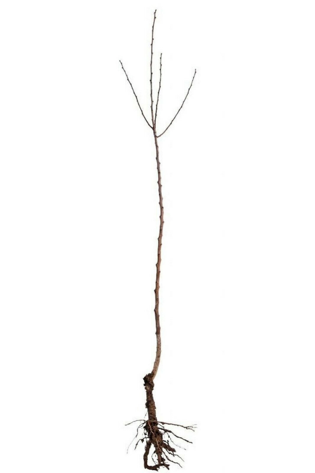 Early Summer Red Apple (Organic) 1 year old grafted tree