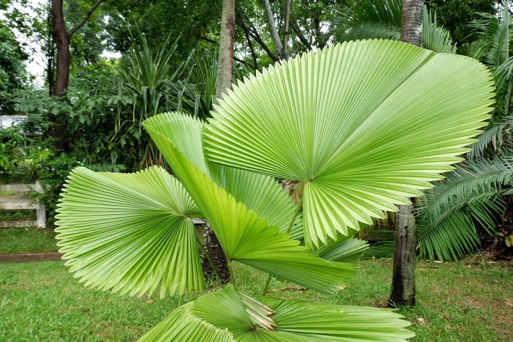 Fiji Fan Palm Seeds for Planting (5 Seeds) – Pritchardia Pacifica