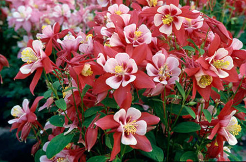 Aquilegia x caerulea Origami Red and White 10 seeds