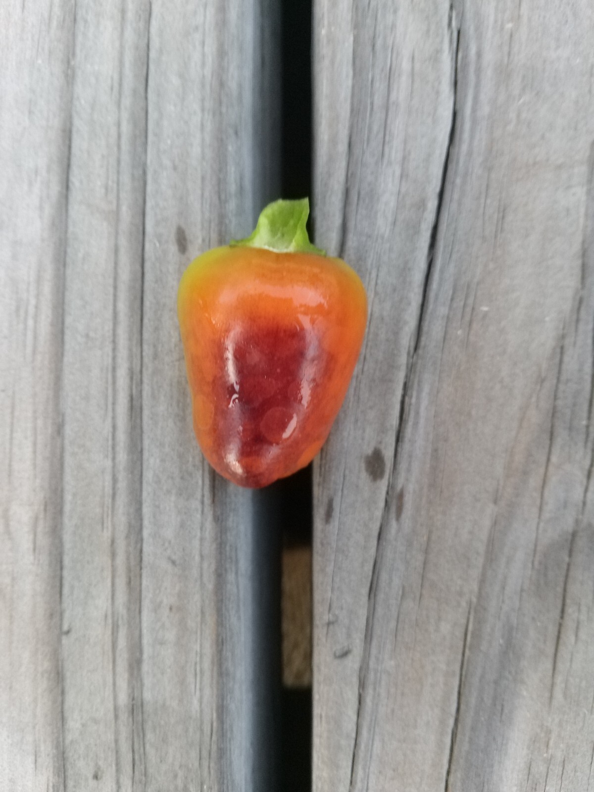 Purple Side Kick Pepper Seeds (Sweet&Spicy)
