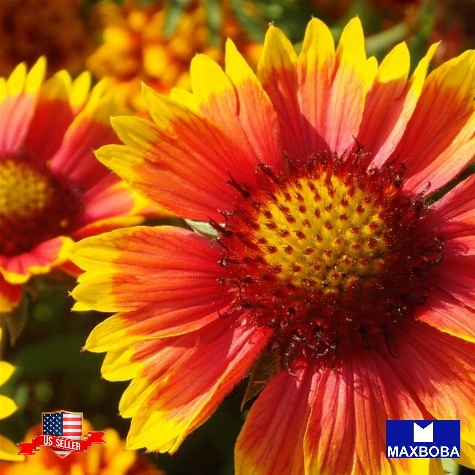 25 Gaillardia Blanket Perennial Wildflower Aristata Seeds Non-GMO BTGO 75% OFF