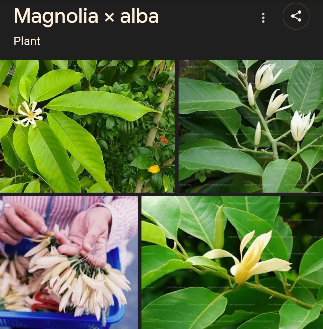 Michelia Alba/Magnolia Champaca Live Plant (White Flowers)