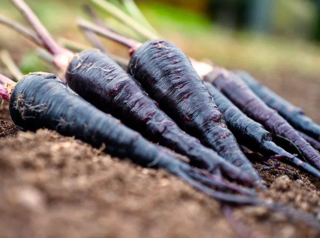 Black Nebula Carrot Seeds | Noir Galaxy Obsidian Cosmic Purple Carrots Seed 2025