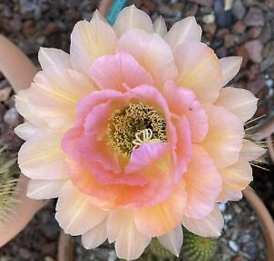 Large RARE T. CEREUS Hybrid MAGIC EYES, Echinopsis,Well Rooted