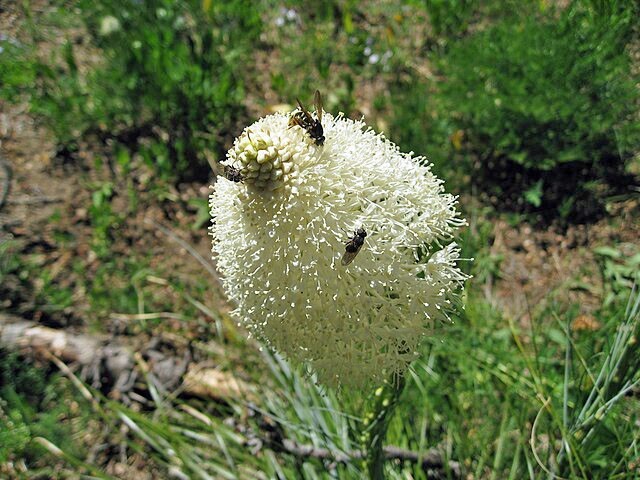 Xerophyllum tenax | Beargrass | 100 Seeds