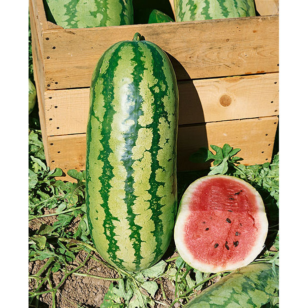 BIG JUBILEE WATERMELON SEEDS 35-40lbs of pure HUGE sweetness! NON GMO HEIRLOOM!!