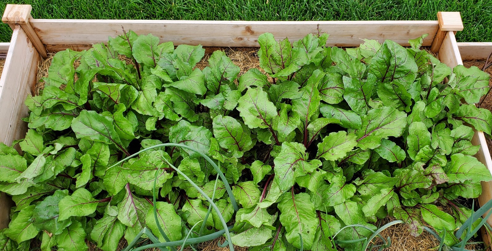 BEET Seeds *Big Large Heads 30+ SEEDS *FREE SHIPPING Help A Non-profit