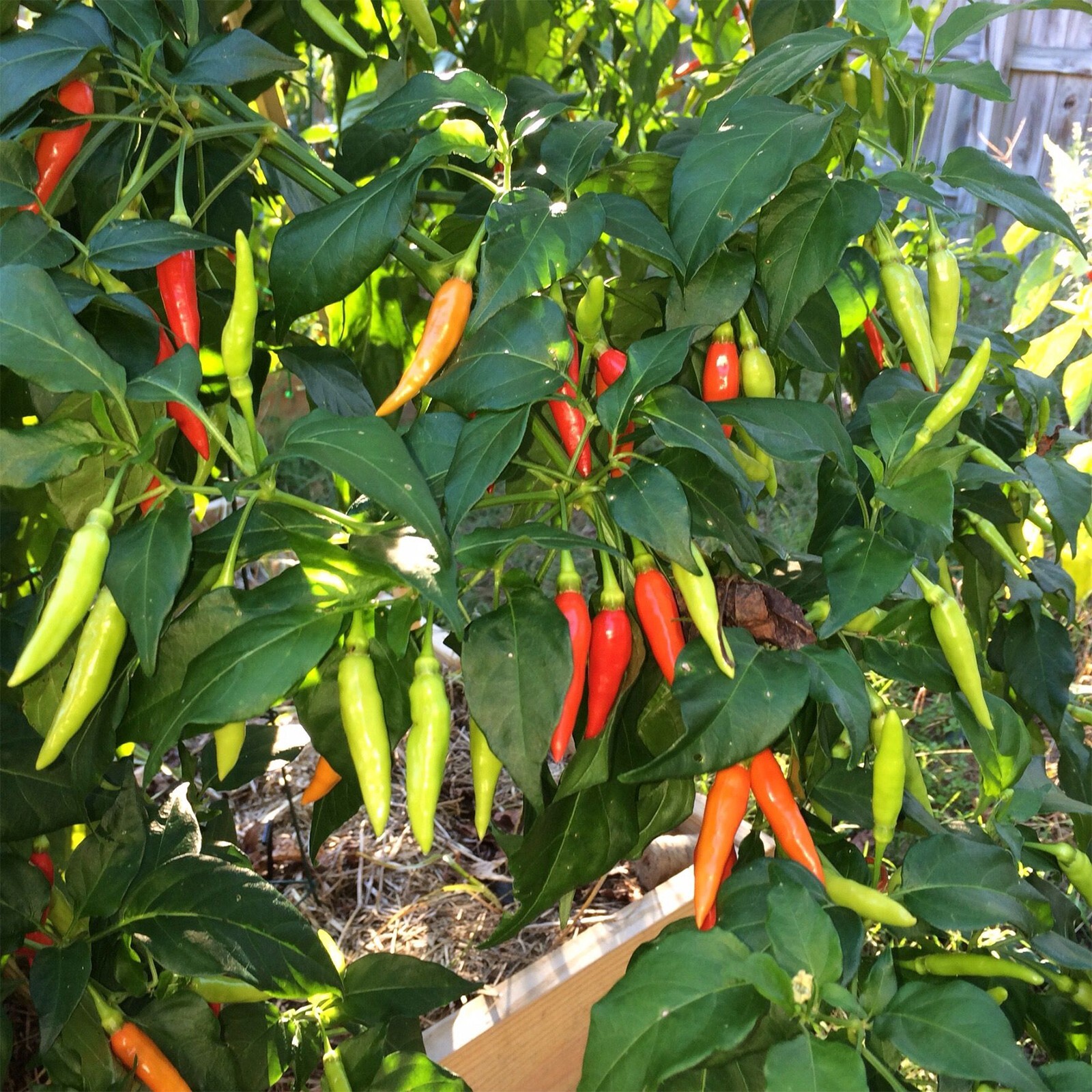 20+ Serrano Pepper Seeds – Sow What Gardens – Free Shipping! 🌶️