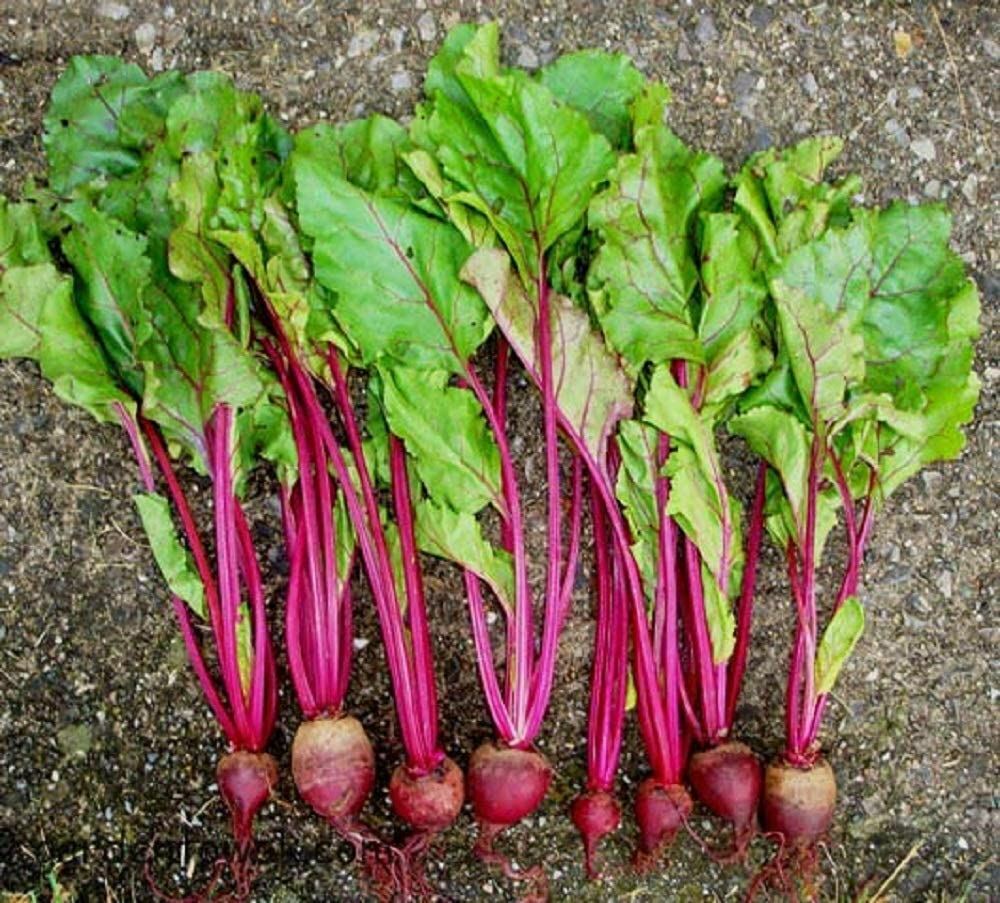 Beets Detroit Dark Red Beet Seeds, “COOL BEANS N SPROUTS” Brand. Home Gardening.