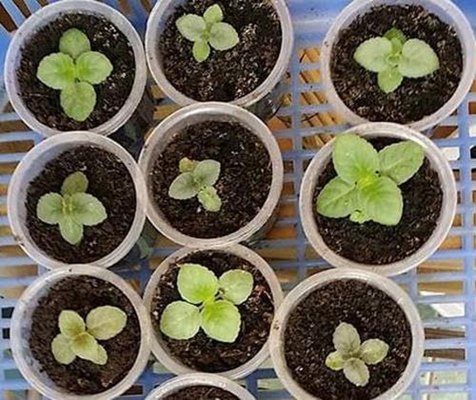 5000+ Petunia Seeds – Mixed Rainbow Color, Bonsai, Grandiflora Flowers
